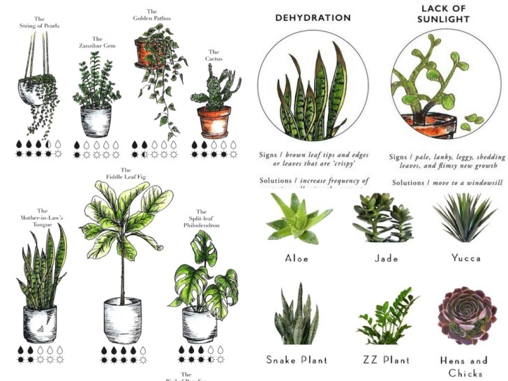 9 Essential Indoor Plant Resources to Finally Keep One Alive